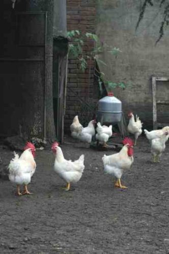 Death to Factory Farms